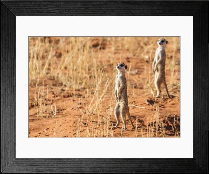 Framed Print : Africa, South Africa, Kgalagadi Transfrontier Park. Meerkats Framed Print : Africa, South Africa, Kgalagadi Transfrontier Park. Meerkats
