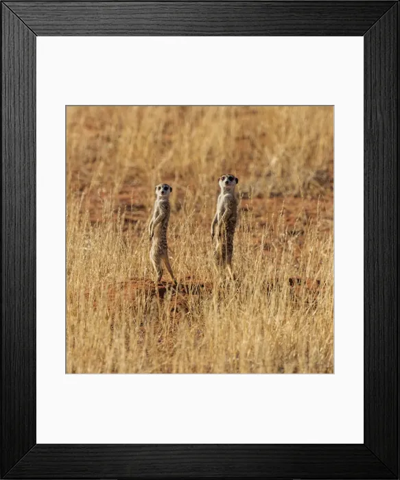 Framed Print : Africa, South Africa, Kgalagadi Transfrontier Park. Meerkats Framed Print : Africa, South Africa, Kgalagadi Transfrontier Park. Meerkats