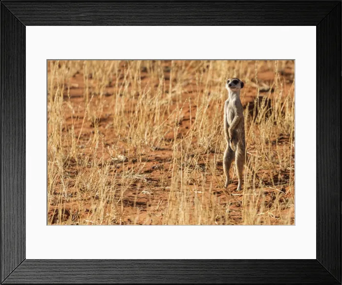 Framed Print : Africa, South Africa, Kgalagadi Transfrontier Park. Meerkat Framed Print : Africa, South Africa, Kgalagadi Transfrontier Park. Meerkat