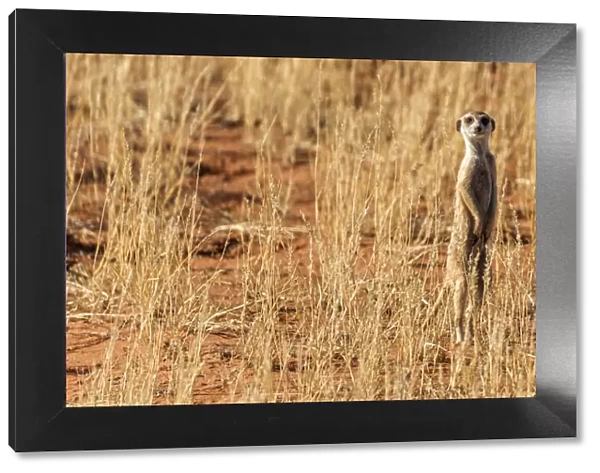 Africa, South Africa, Kgalagadi Transfrontier Park. Meerkat