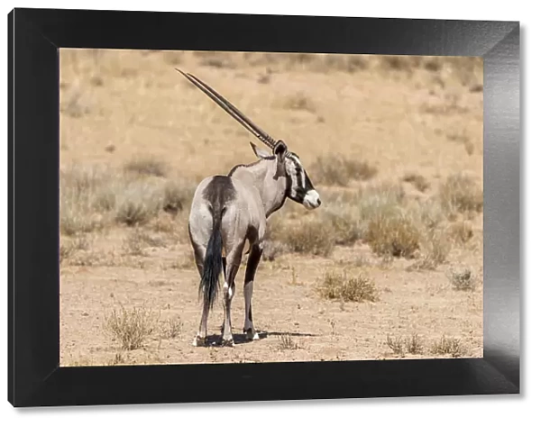 Africa, South Africa, Kalahari Transfrontier Park. Oryx