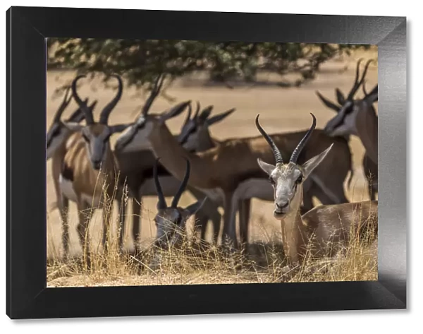Africa, South Africa, Kalahari Transfrontier Park. A herd of springbok in the shade