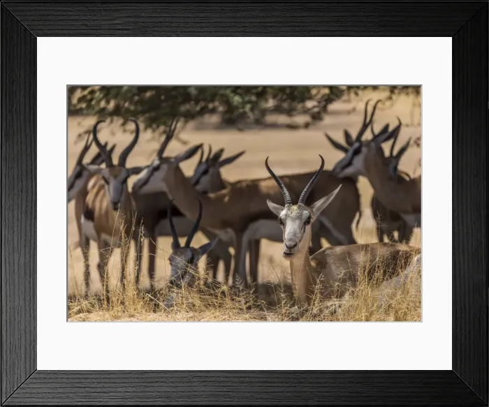 Framed Print : Africa, South Africa, Kalahari Transfrontier Park. A herd of springbok in the shade Framed Print : Africa, South Africa, Kalahari Transfrontier Park. A herd of springbok in the shade
