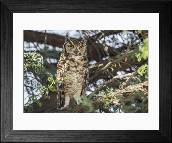 Framed Print : Africa, South Africa, Kgalagadi Transfrontier Park. spotted eagle-owl Framed Print : Africa, South Africa, Kgalagadi Transfrontier Park. spotted eagle-owl