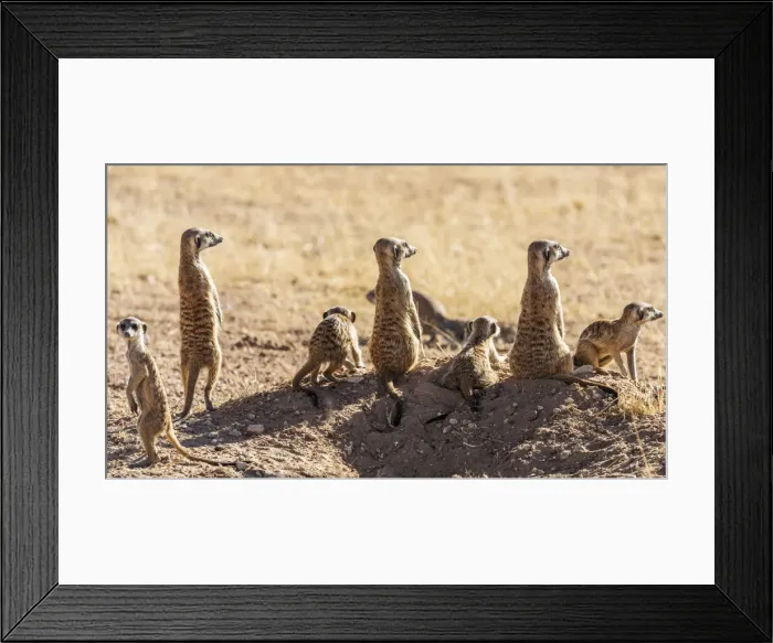 Framed Print : Africa, South Africa, Kgalagadi Transfrontier Park. Meerkats Framed Print : Africa, South Africa, Kgalagadi Transfrontier Park. Meerkats