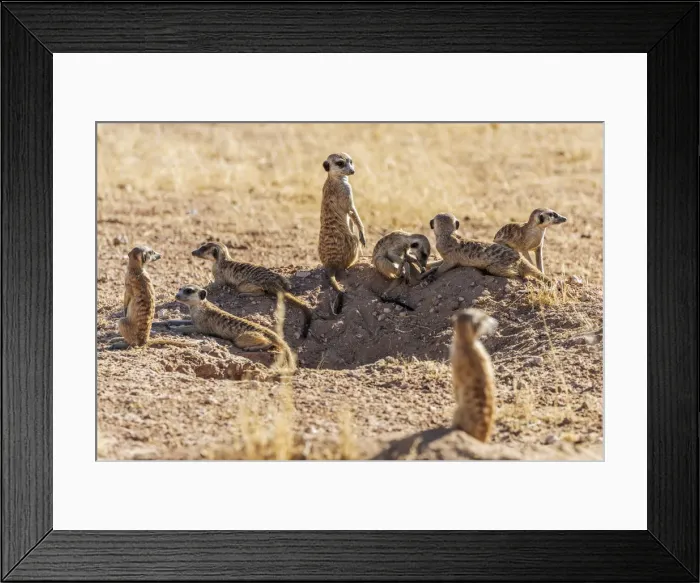Framed Print : Africa, South Africa, Kgalagadi Transfrontier Park. Meerkats Framed Print : Africa, South Africa, Kgalagadi Transfrontier Park. Meerkats