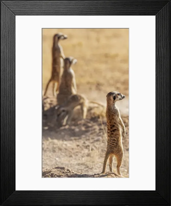 Framed Print : Africa, South Africa, Kgalagadi Transfrontier Park. Meerkats