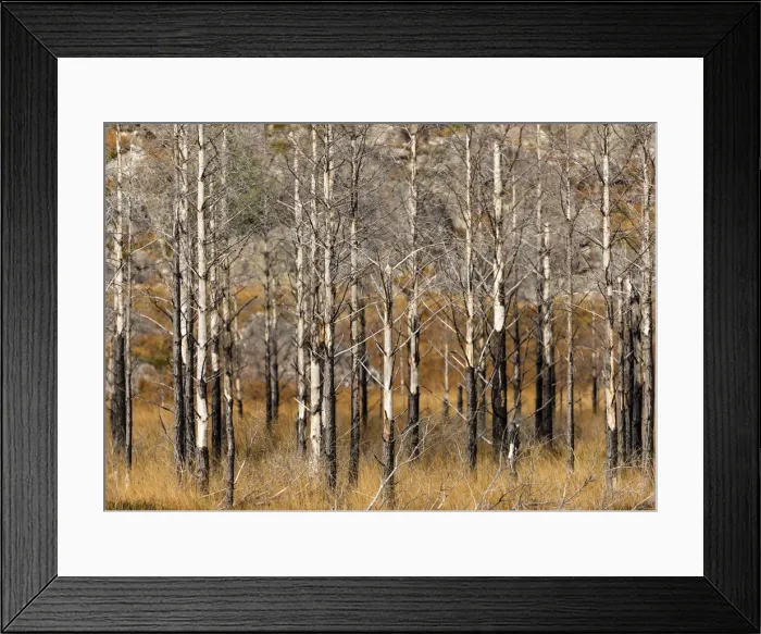 Framed Print : Trees, Wester Ross, Highlands, Scotland Framed Print : Trees, Wester Ross, Highlands, Scotland
