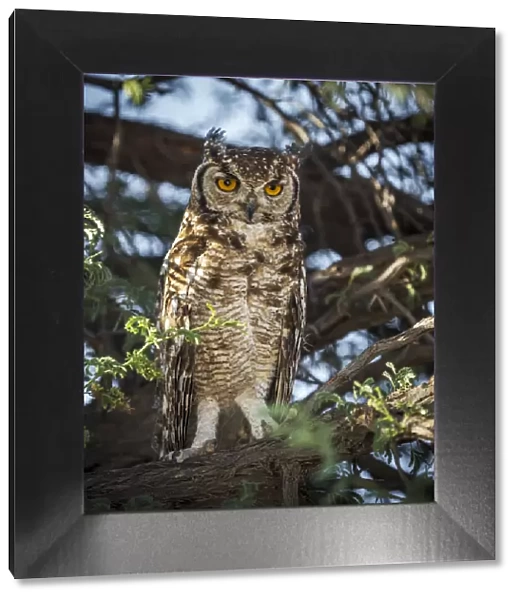 Africa, South Africa, Kgalagadi Transfrontier Park. spotted eagle-owl