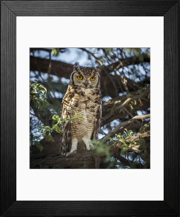 Framed Print : Africa, South Africa, Kgalagadi Transfrontier Park. spotted eagle-owl Framed Print : Africa, South Africa, Kgalagadi Transfrontier Park. spotted eagle-owl