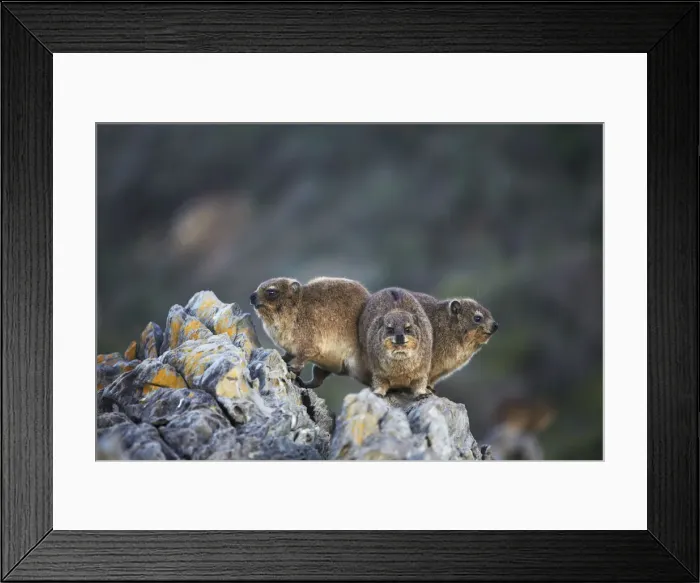 Framed Print : African Clawless otters in Tsitsikamma National Park, Storms River, Eastern Cape Framed Print : African Clawless otters in Tsitsikamma National Park, Storms River, Eastern Cape