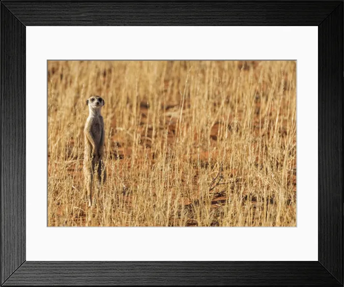 Framed Print : Africa, South Africa, Kgalagadi Transfrontier Park. Meerkat Framed Print : Africa, South Africa, Kgalagadi Transfrontier Park. Meerkat