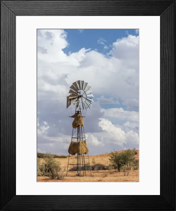 Framed Print : Africa, South africa, Kalahari Transfrontier Park Framed Print : Africa, South africa, Kalahari Transfrontier Park