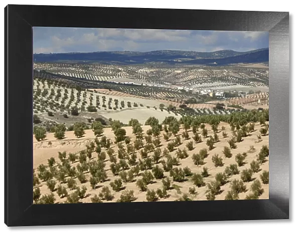 Olive tree fields near Jaen. Andalucia, Spain
