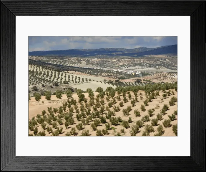 Framed Print : Olive tree fields near Jaen. Andalucia, Spain Framed Print : Olive tree fields near Jaen. Andalucia, Spain