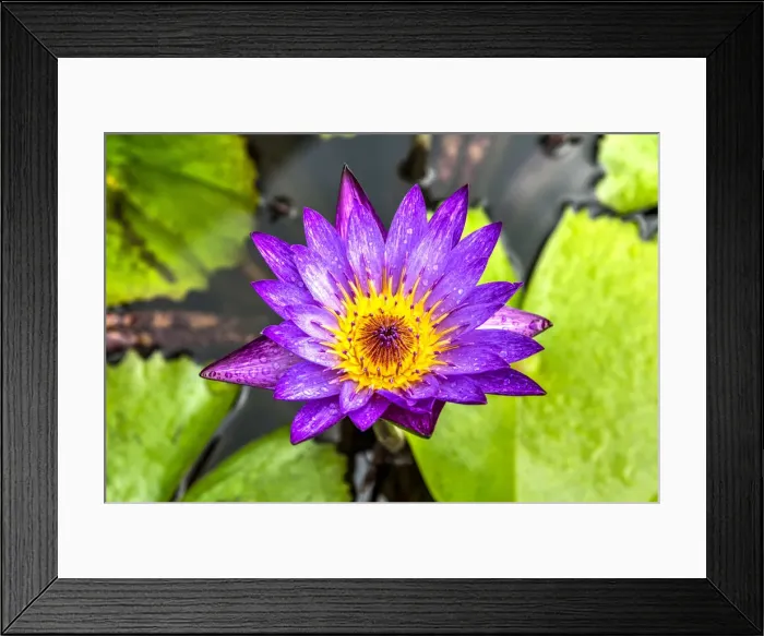 Framed Print : Blue star water lily or Nymphaea Stellata