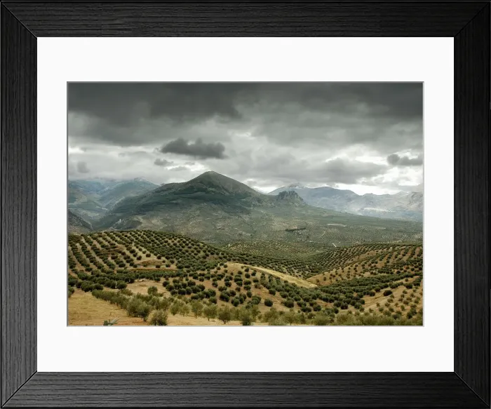 Framed Print : Olive tree fields in Sierra Magina. Jaen, Andalucia, Spain Framed Print : Olive tree fields in Sierra Magina. Jaen, Andalucia, Spain