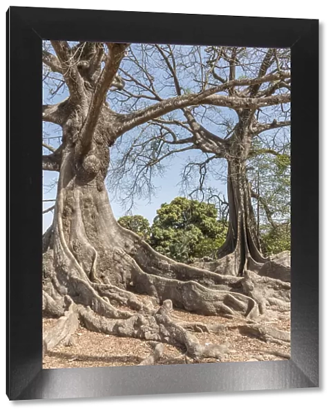 Africa, Senegal, Casamance. Majestic Kapok Trees