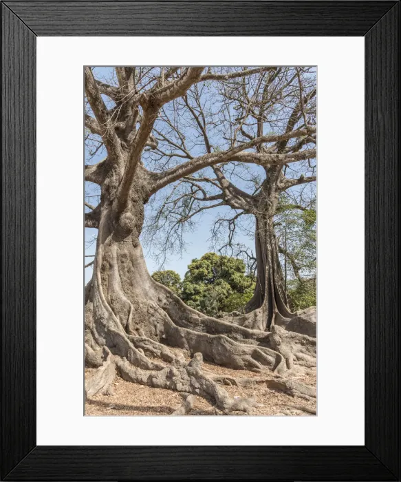 Framed Print : Africa, Senegal, Casamance. Majestic Kapok Trees Framed Print : Africa, Senegal, Casamance. Majestic Kapok Trees