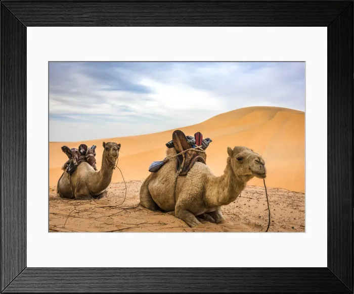 Framed Print : Africa, Senegal, Lompoul. Camels for riding at the desert camp
