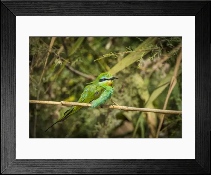 Framed Print : Africa, Senegal, Saint-Louis. A bird in the Djoudj National Park Framed Print : Africa, Senegal, Saint-Louis. A bird in the Djoudj National Park