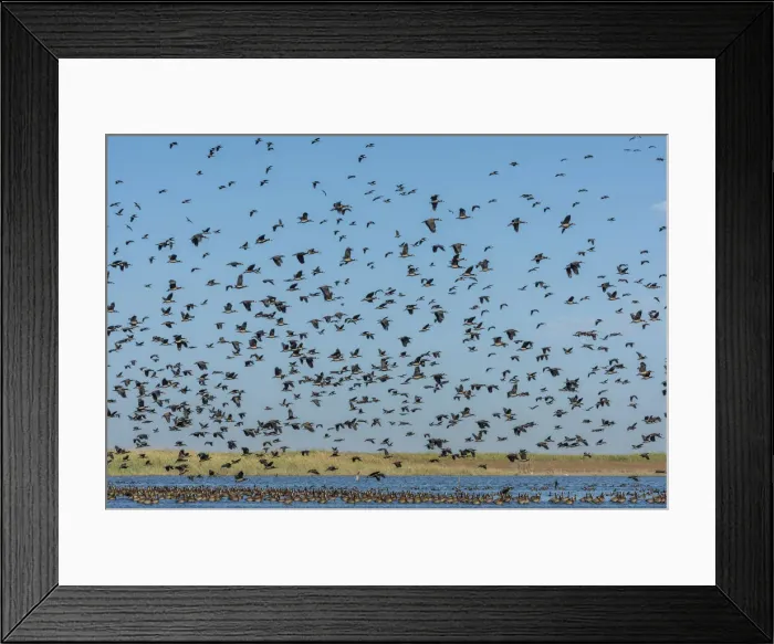 Framed Print : Africa, Senegal, Saint-Louis. White faced whistling ducks in the Djoudj National Park Framed Print : Africa, Senegal, Saint-Louis. White faced whistling ducks in the Djoudj National Park
