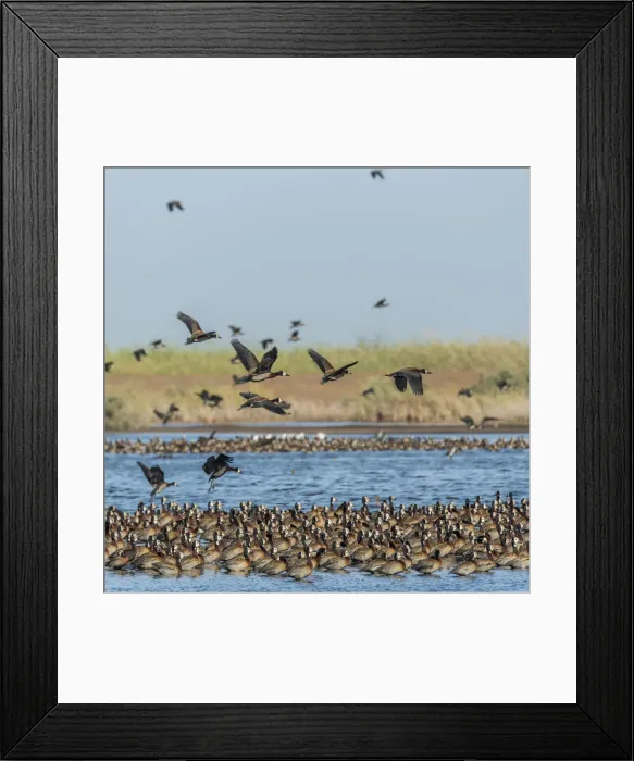 Framed Print : Africa, Senegal, Saint-Louis. White faced whistling ducks in the Djoudj National Park Framed Print : Africa, Senegal, Saint-Louis. White faced whistling ducks in the Djoudj National Park