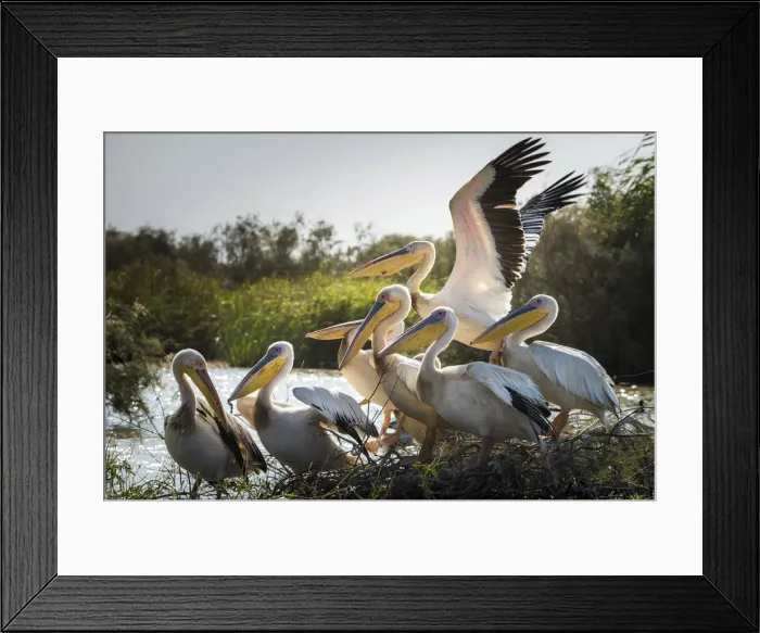 Framed Print : Africa, Senegal, Saint-Louis. Pelican in the Djoudj National Park Framed Print : Africa, Senegal, Saint-Louis. Pelican in the Djoudj National Park