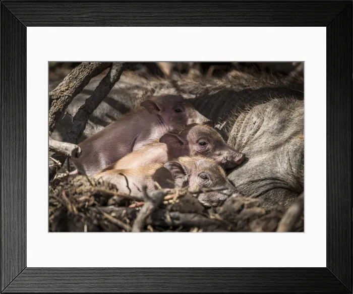 Framed Print : Africa, Senegal, Saint-Louis. Newborn warthogs in the Djoudj National Park