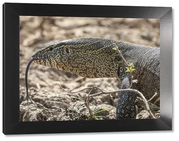 Africa, Senegal, Saint-Louis. A monitor lizard in the Djoudj National Park