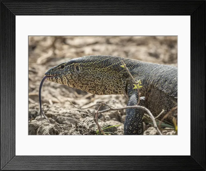 Framed Print : Africa, Senegal, Saint-Louis. A monitor lizard in the Djoudj National Park Framed Print : Africa, Senegal, Saint-Louis. A monitor lizard in the Djoudj National Park