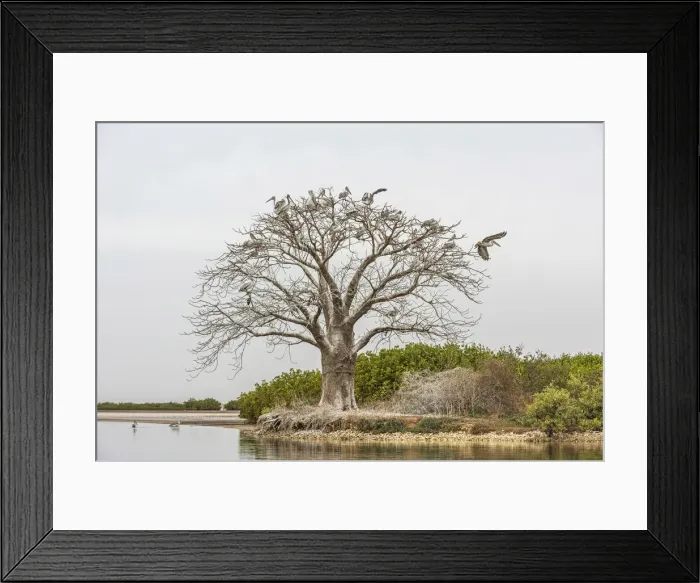 Framed Print : Africa, Senegal, Sine-Saloum-Delta. Sacred tree with birds Framed Print : Africa, Senegal, Sine-Saloum-Delta. Sacred tree with birds