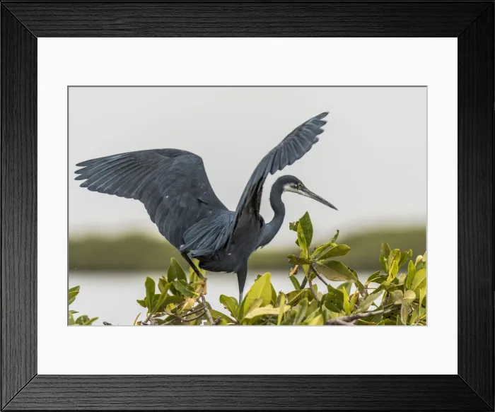 Framed Print : Africa, Senegal, Sine-Saloum-Delta. Black heron