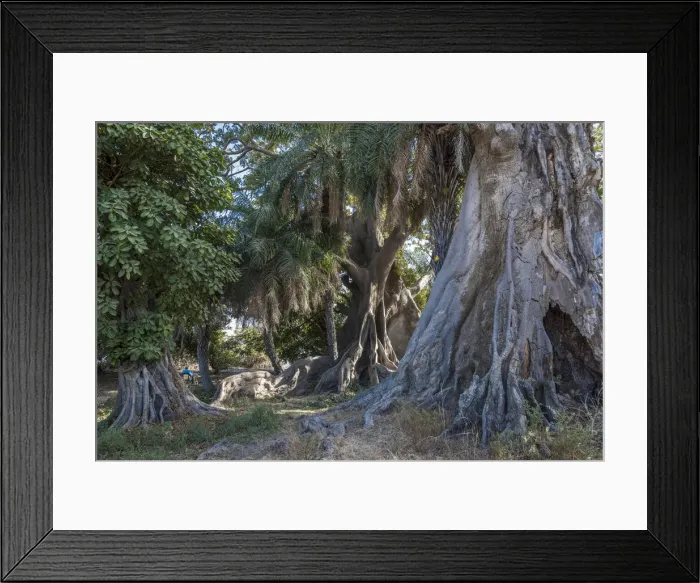 Framed Print : Africa, Senegal, Sine-Saloum-Delta. Poet working under the fromager tree Framed Print : Africa, Senegal, Sine-Saloum-Delta. Poet working under the fromager tree