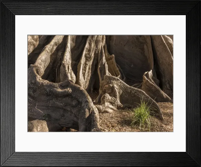 Framed Print : Africa, Senegal, Sine-Saloum-Delta. Roots of a giant fromager tree Framed Print : Africa, Senegal, Sine-Saloum-Delta. Roots of a giant fromager tree