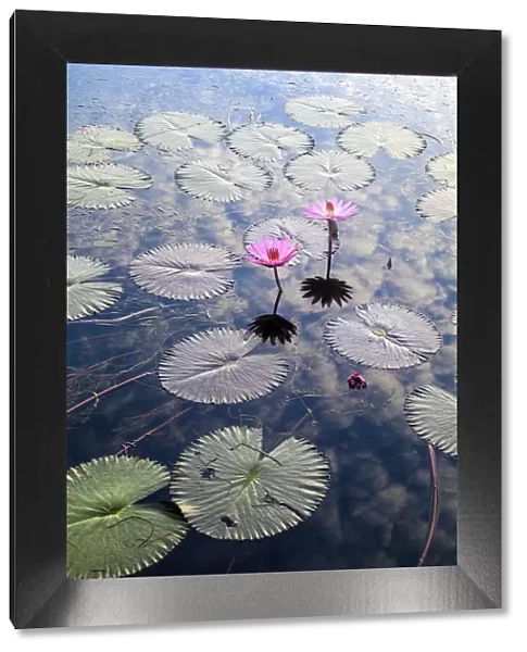 Indonesia, Sumatra, Samosir Island, Lake Toba, Water Lillies