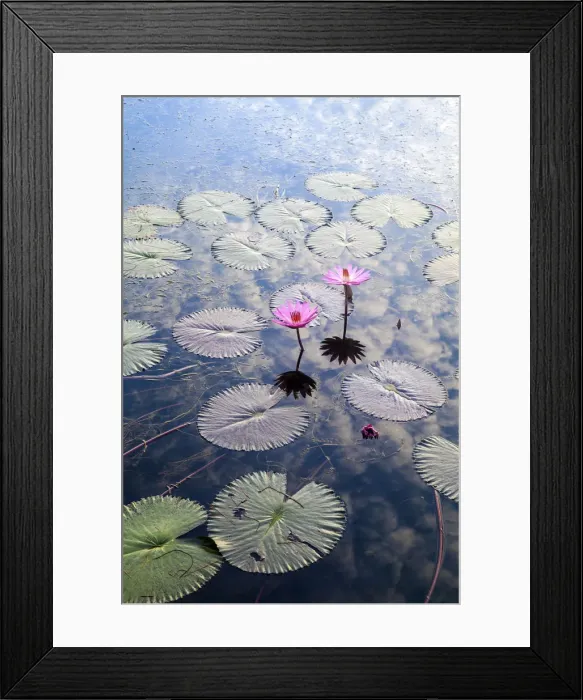 Framed Print : Indonesia, Sumatra, Samosir Island, Lake Toba, Water Lillies Framed Print : Indonesia, Sumatra, Samosir Island, Lake Toba, Water Lillies