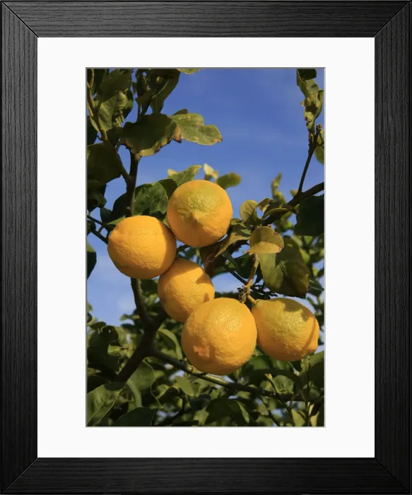 Framed Print : Israel, Shephelah region. Lemon grove by route 353 Framed Print : Israel, Shephelah region. Lemon grove by route 353