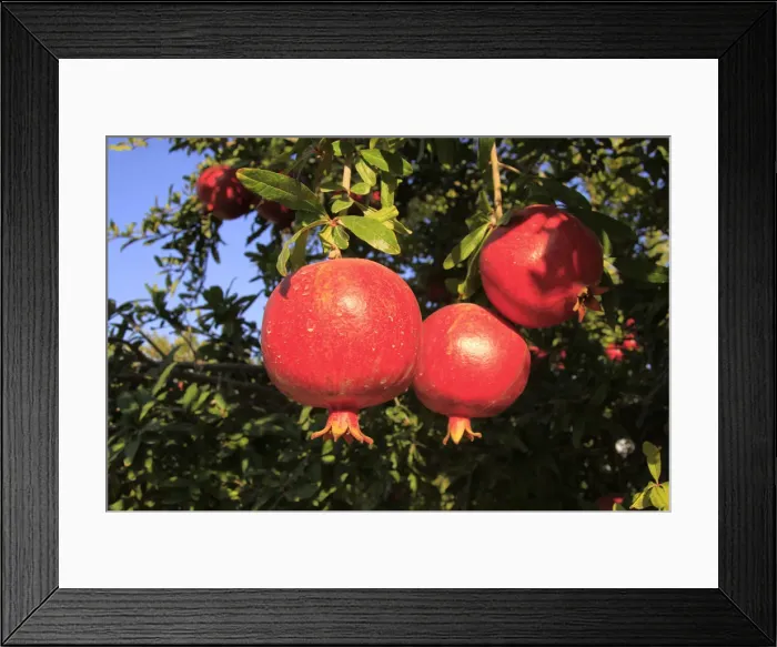 Framed Print : Israel, Shephelah, Pomegranate tree (Punica granatum) in Moshav Lachish Framed Print : Israel, Shephelah, Pomegranate tree (Punica granatum) in Moshav Lachish