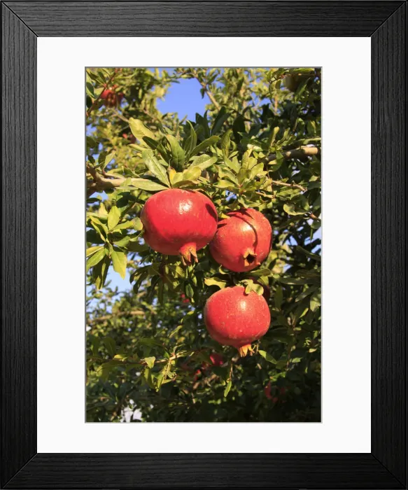 Framed Print : Israel, Shephelah, Pomegranate tree (Punica granatum) in Moshav Lachish Framed Print : Israel, Shephelah, Pomegranate tree (Punica granatum) in Moshav Lachish
