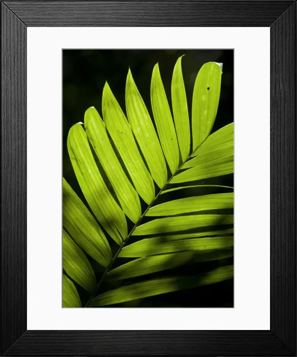 Framed Print : Guatemala, El Peten, Tikal, Palm leaf Framed Print : Guatemala, El Peten, Tikal, Palm leaf
