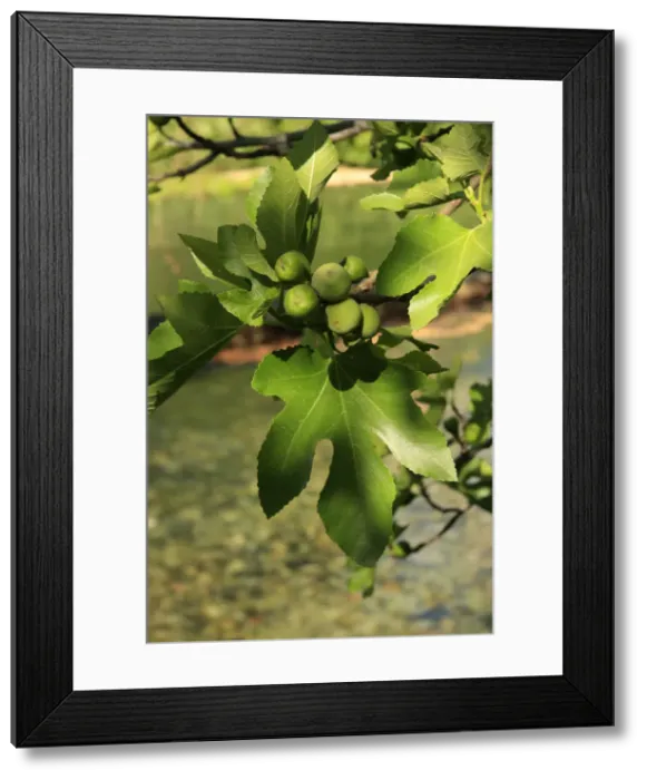 Framed Print : Israel, Golan Heights, a Fig tree by the Banias spring