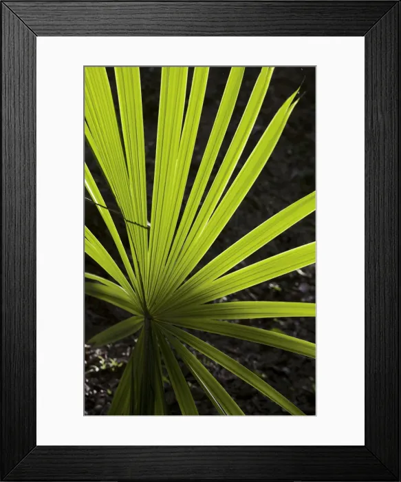 Framed Print : Guatemala, El Peten, Tikal, Palm leaf Framed Print : Guatemala, El Peten, Tikal, Palm leaf