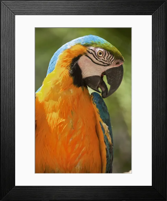 Framed Print : Honduras, Copan Ruinas, Blue and Gold Macaw Framed Print : Honduras, Copan Ruinas, Blue and Gold Macaw