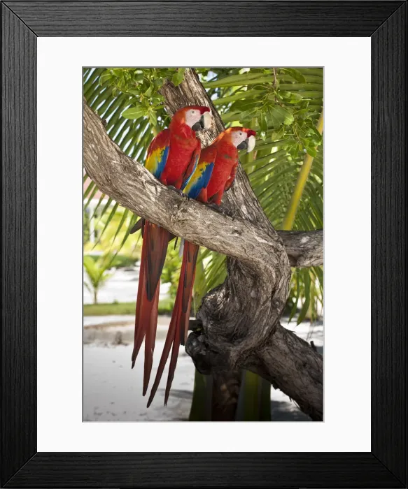 Framed Print : Honduras, Bay Islands, Utila, Bando Beach Framed Print : Honduras, Bay Islands, Utila, Bando Beach