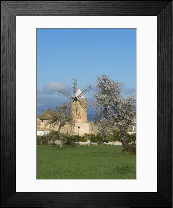 Framed Print : Almond Blossom nearby Algaida, Majorca, Balearics, Spain Framed Print : Almond Blossom nearby Algaida, Majorca, Balearics, Spain