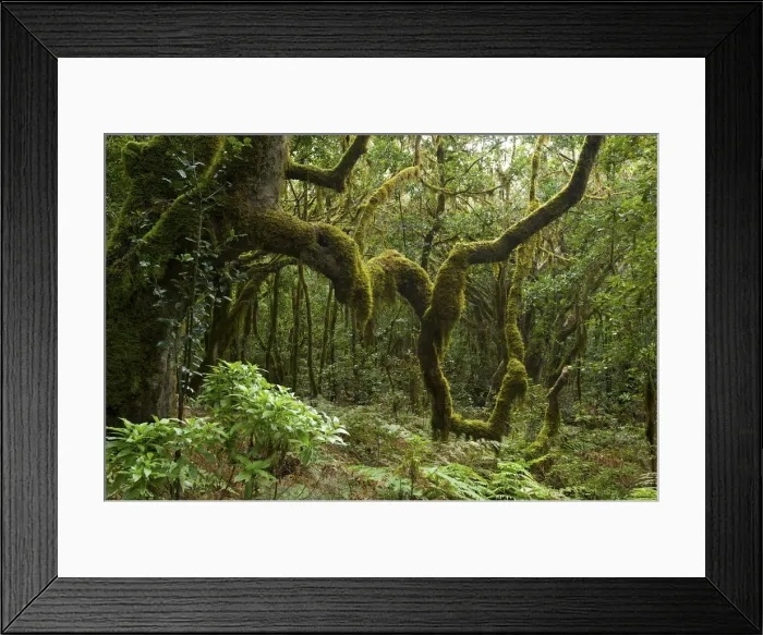 Framed Print : Rain Forest, Garajonay, La Gomera, Canary Islands, Spain Framed Print : Rain Forest, Garajonay, La Gomera, Canary Islands, Spain