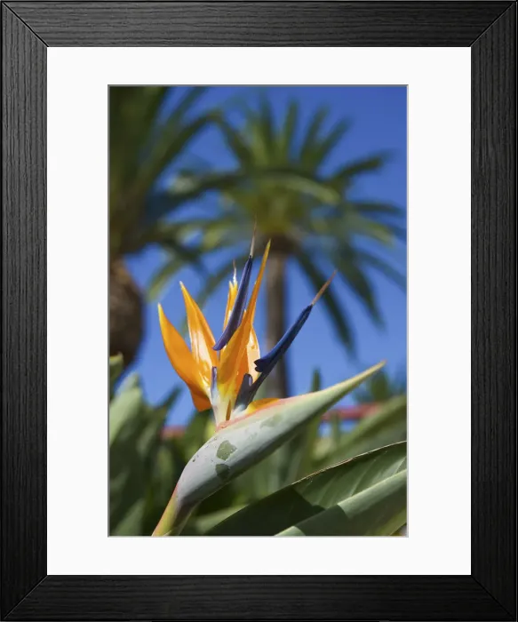 Framed Print : Strelitzia, La Palma, Canaries, Spain Framed Print : Strelitzia, La Palma, Canaries, Spain