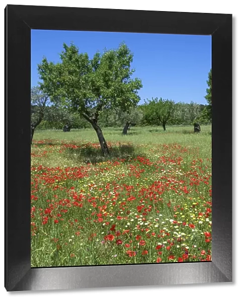 Poppy Flower and Olive Trees near Valldemossa, Majorca, Balearics, Spain