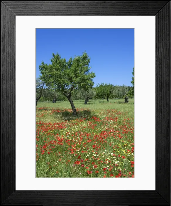 Framed Print : Poppy Flower and Olive Trees near Valldemossa, Majorca, Balearics, Spain Framed Print : Poppy Flower and Olive Trees near Valldemossa, Majorca, Balearics, Spain